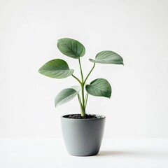 Indoor plant care guide pothos growth tips home article minimalist close-up gardening