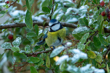 Blue Tit (Cyanistes caeruleus)