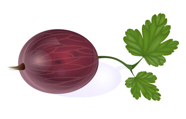 Beautiful translucent black gooseberry
 on white background with leaf
