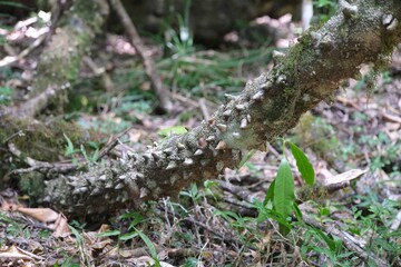 Close up of spiny tree in Arusha national Park, Tanzania, Africa