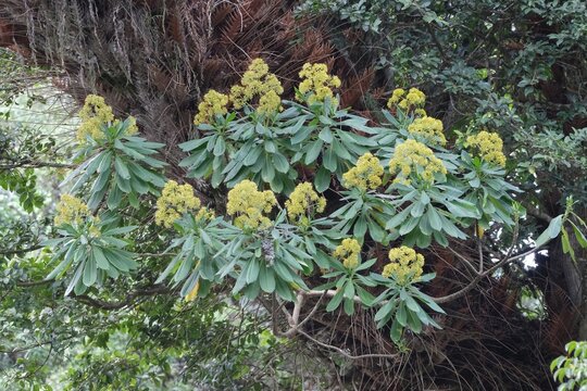 Close up of plant bupleurum fruticosum with yellow flowers, met in Arusha Natonal Park, Tanzania, Africa