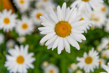 Obraz premium Flowering nature closeup. Macro of flowering chamomile. Soft daisy flower. Natural chamomile flower. Flora nature. Bright blooming flower in nature. Chamomile flower. Copy space