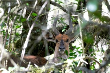 Gazelle hidden among the trees in Arusha National park, Tanzania, Africa