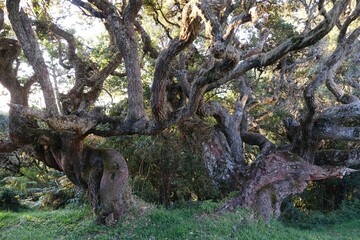Huge old Ocotea tree with twisted branches on camp on trail to Mount Meru, Arusha National park, Tanzania, Africa