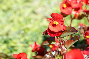Obraz premium Beautiful wax begonia (begonia semperflorens) flowers.