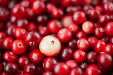 Cranberry. Small forest red berry. A scattering of cranberries. Vitamins from nature