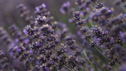 Lavender close-up at sunset. Blooming lavender field. Production of cosmetics and perfumes from lavender. Natural herbal ingredients.