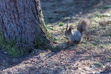 portrait of a squirrel on the ground near a tree