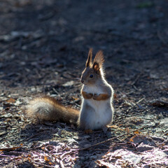squirrel on the ground in spring day