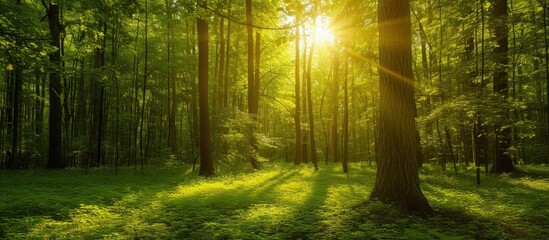 Obraz premium Beautiful panoramic scenery sun beams at morning in the lust green forest. Generate AI image