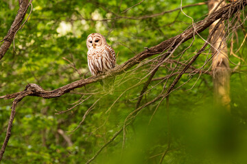 barred owl sitting on a branch