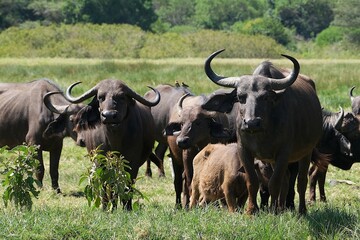Group of buffalo in National Park Arusha, Tanzania