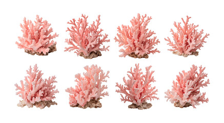 set of Pink coral isolated on white background, transparent PNG cutout for digital use