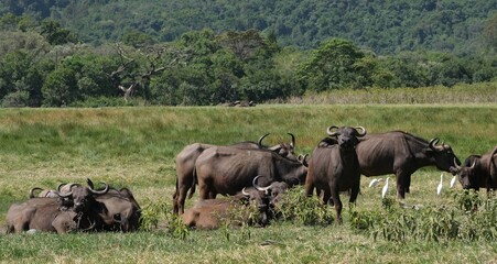 Group of buffalo in National Park Arusha, Tanzania