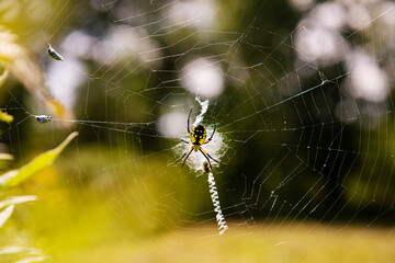 spider on web
