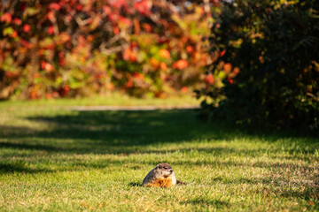 groundhog in grass with autumn colors