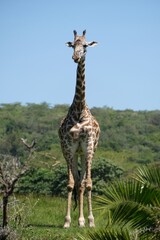 Giraffe in Arusha National Park, Tanzania