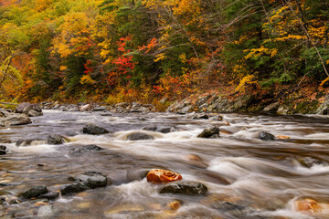 autumn leaves on the river