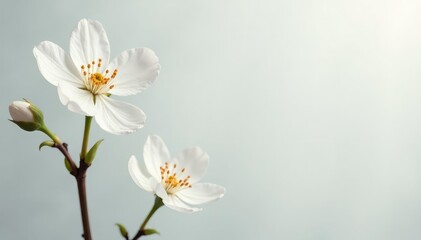 Delicate white blossom against pure white backdrop, bloom, flora, detail