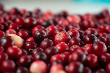 Cranberry. Small forest red berry. A scattering of cranberries. Vitamins from nature