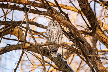 barred owl on branch