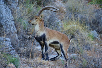 Cabra montesa, macho
