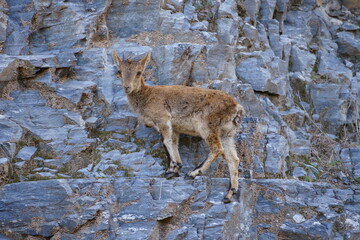 Cr&iacute;a de cabra montesa en el acantilado de una monta&ntilde;a