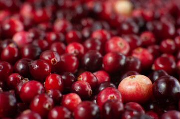 Cranberry. Small forest red berry. A scattering of cranberries. Vitamins from nature
