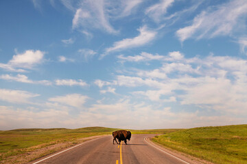 bison on road © Simi Rabinowitz 