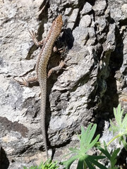 a lizard basking in the sun on the rough surface of a light-colored rock. Its body is elongated, with a long tail covered in small scales. 