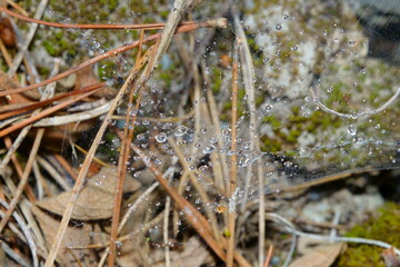 Gotas de agua atrapadas en una telaraña