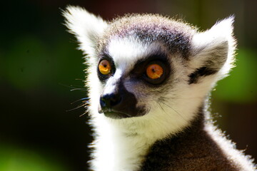 Primer plano de un Lemur