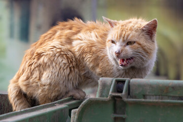 Eine fauchende orange Strassenkatze in der Seitenanischt auf einem gr&uuml;nen M&uuml;llcontainer