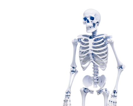 Artistic depiction of a plastic skeleton with movable joints against a minimalist background, exploring themes of anatomy, structure, and the human form in a modern, conceptual style