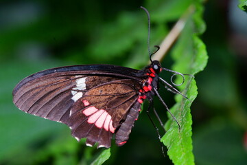 Mariposa negra en hoja
