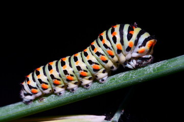 Oruga en tallo
