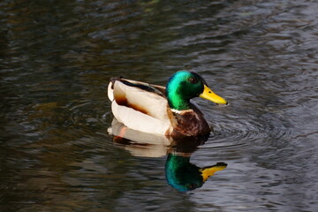 Obraz premium Pato cuchara macho