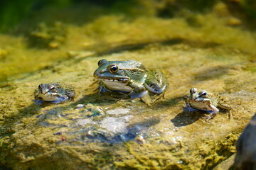 Familia de Ranas comunes