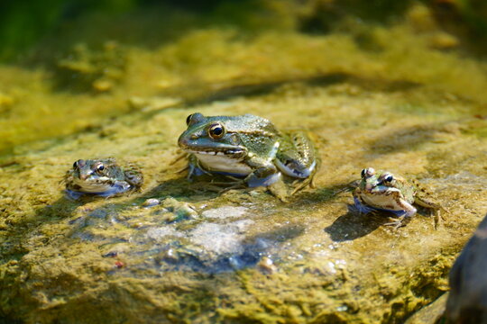 Familia de Ranas comunes