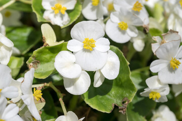Beautiful wax begonia (begonia semperflorens) flowers.