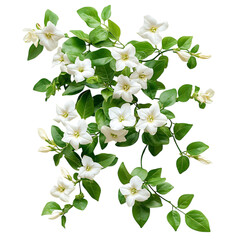 Jasmine Vine with Bright Flowers Isolated on Transparent Background