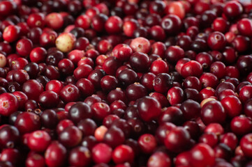 Cranberry. Small forest red berry. A scattering of cranberries. Vitamins from nature