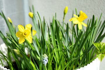 Fototapeta premium Blooming daffodils and grape hyacinths in a white flower pot