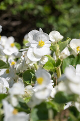 Beautiful wax begonia (begonia semperflorens) flowers.
