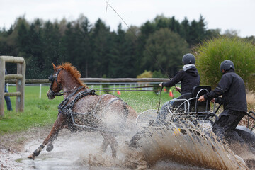 Competitive horse driving event showcases skillful teamwork in muddy terrain during autumn