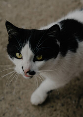 Beautiful black and white cat looking up