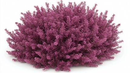 Pink bush with tiny blossoms in rounded shape. Bright colors. Floral, isolated