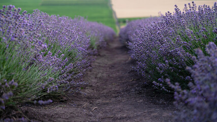 Obraz premium Lavender field in the summer. Lavender field with a background of Mt.Hood. Lavender fields in Hood river, USA. Lavender bushes close up. 