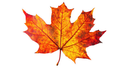 Obraz premium Vibrant maple leaf showing autumn colors on white background