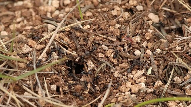 Entrada hormiguero de hormiga negra de jard&iacute;n (Lasius niger) con hormigas caminando a su alrededor, Alcoy, Espa&ntilde;a